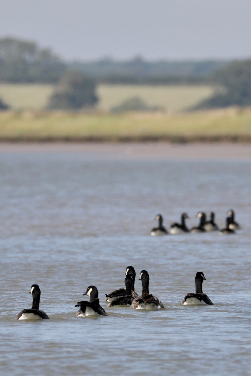 Fishers X Suffolk River Trips - Explore the Alde