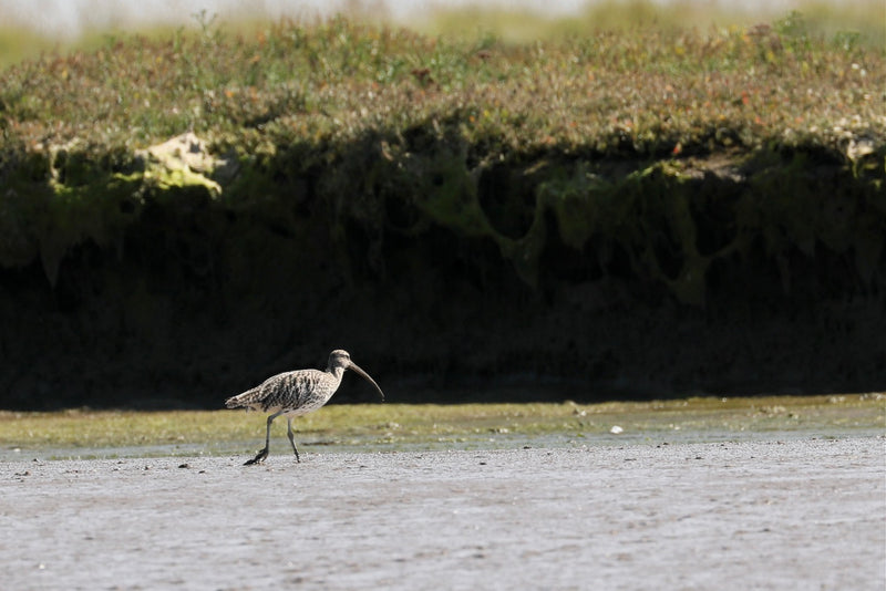 Fishers X Suffolk River Trips - Explore the Alde